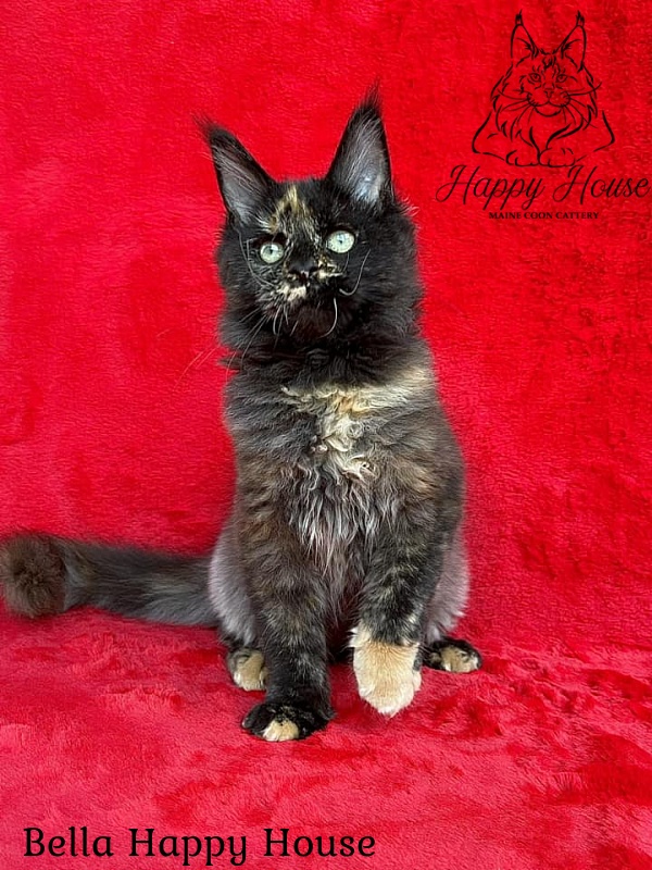 Bella Happy House - Kitten maine-coon 4 months 2.5 weeks