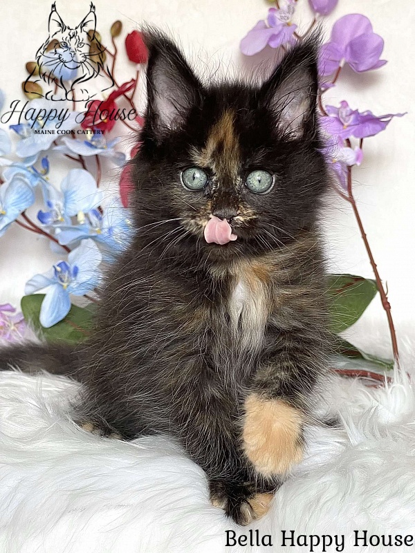 Bella Happy House - Kitten maine-coon 2 months 3.5 weeks