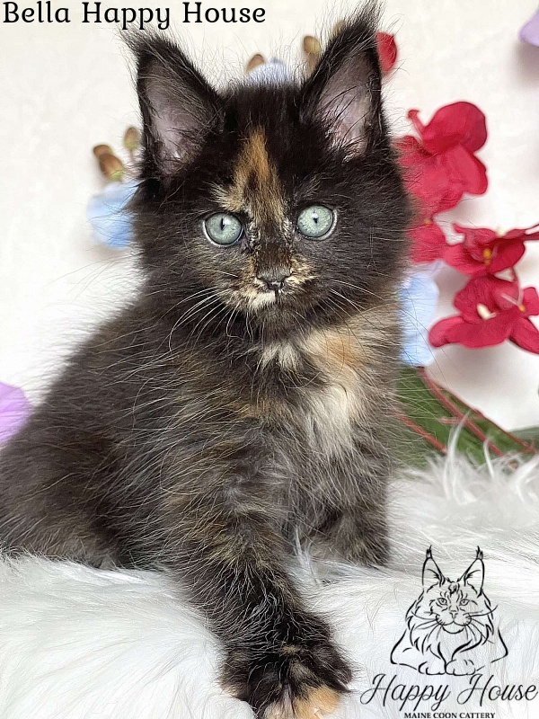Bella Happy House - Kitten maine-coon 2 months 3.5 weeks