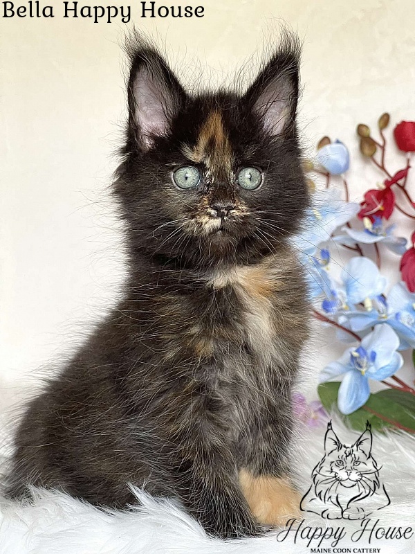 Bella Happy House - Kitten maine-coon 2 months 3.5 weeks