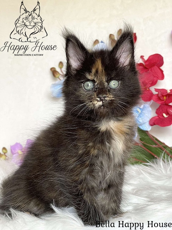 Bella Happy House - Kitten maine-coon 2 months 3.5 weeks