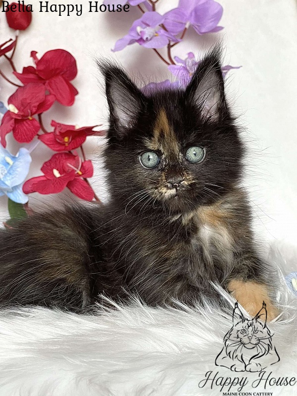 Bella Happy House - Kitten maine-coon 2 months 3.5 weeks