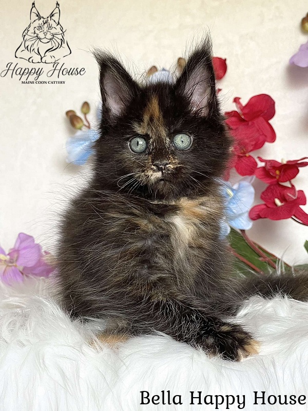 Bella Happy House - Kitten maine-coon 2 months 3.5 weeks