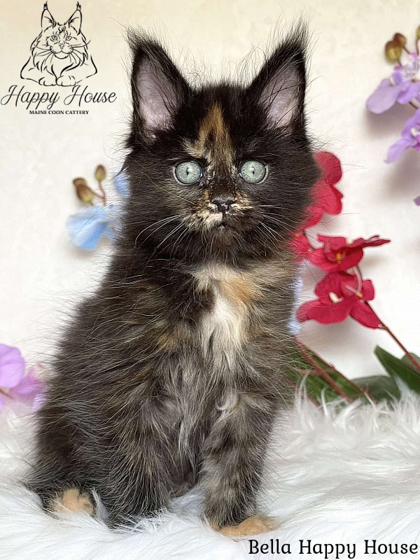 Bella Happy House - Kitten maine-coon 2 months 3.5 weeks