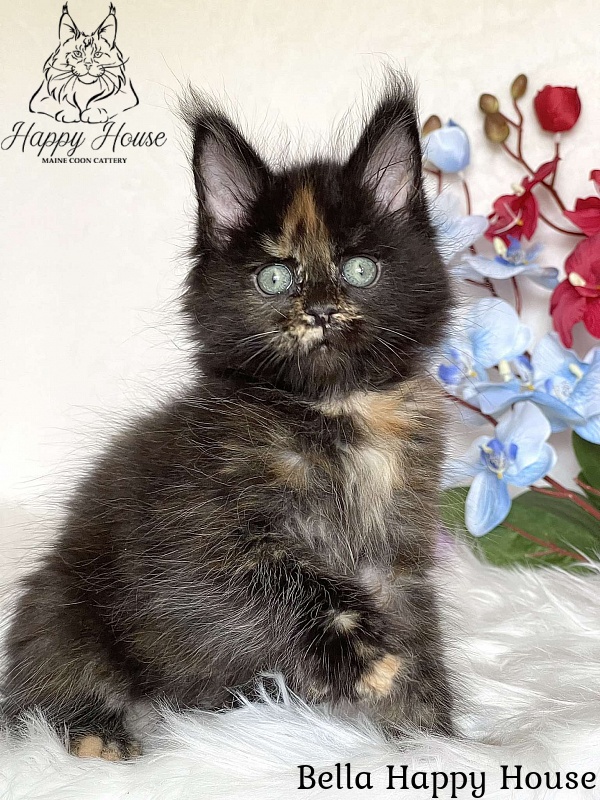 Bella Happy House - Kitten maine-coon 2 months 3.5 weeks
