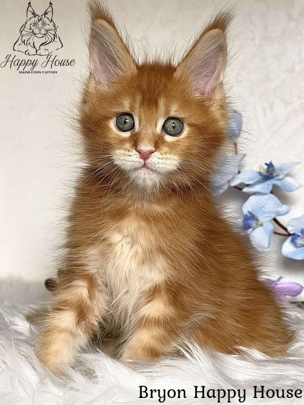 Bryon Happy House - Kitten maine-coon 2 months 3.5 weeks
