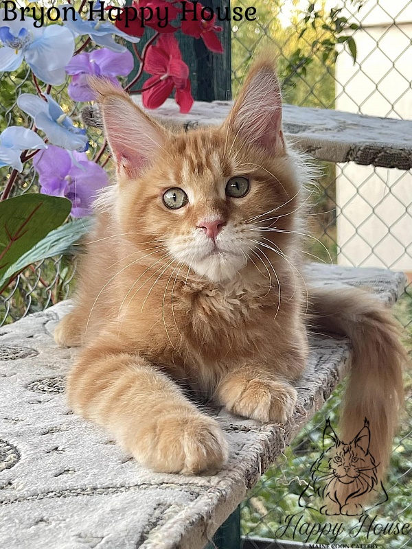 Bryon Happy House - Kitten maine-coon 4 months