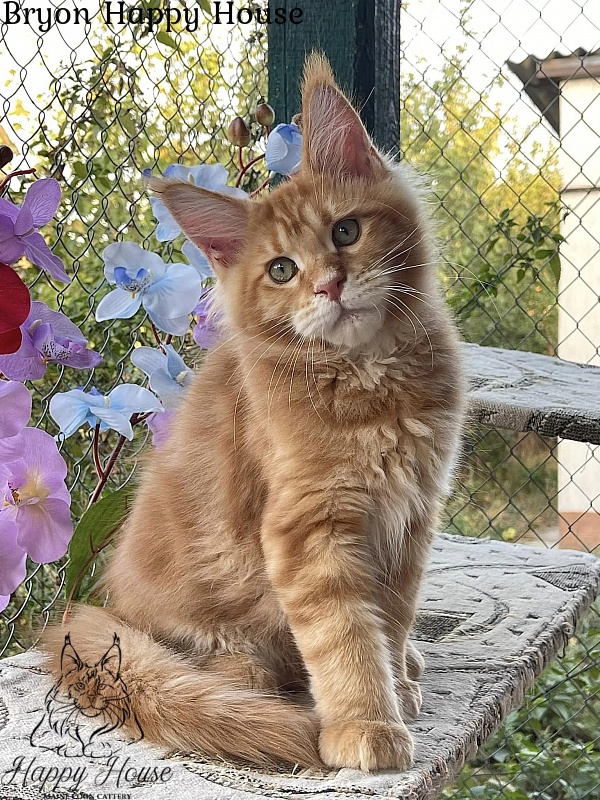 Bryon Happy House - Kitten maine-coon 4 months