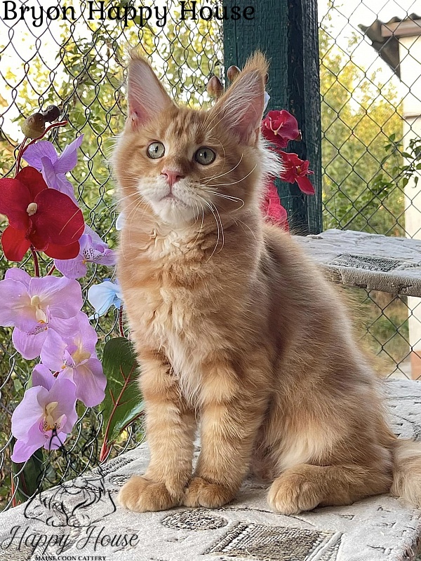 Bryon Happy House - Kitten maine-coon 4 months