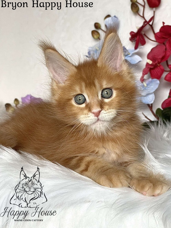 Bryon Happy House - Kitten maine-coon 2 months 3.5 weeks