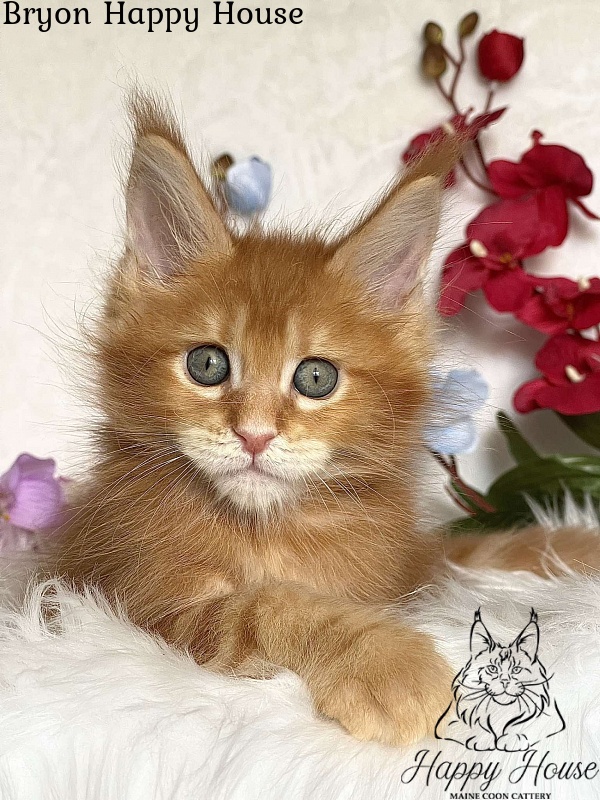Bryon Happy House - Kitten maine-coon 2 months 3.5 weeks