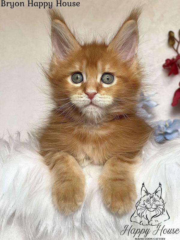 Bryon Happy House - Kitten maine-coon 2 months 3.5 weeks