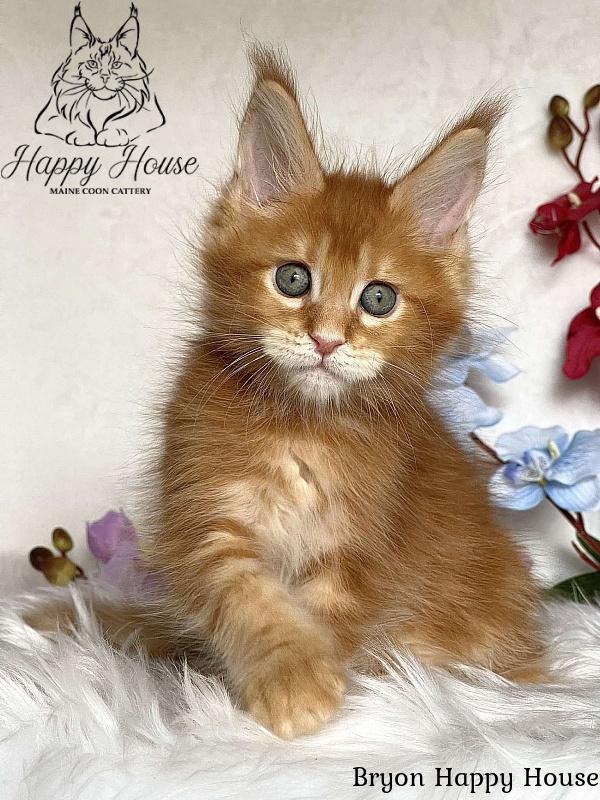 Bryon Happy House - Kitten maine-coon 2 months 3.5 weeks