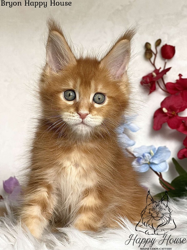Bryon Happy House - Kitten maine-coon 2 months 3.5 weeks