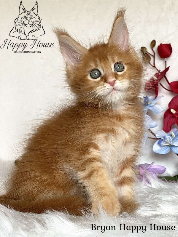 Bryon Happy House - Kitten maine-coon 2 months 3.5 weeks