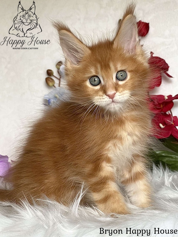 Bryon Happy House - Kitten maine-coon 2 months 3.5 weeks