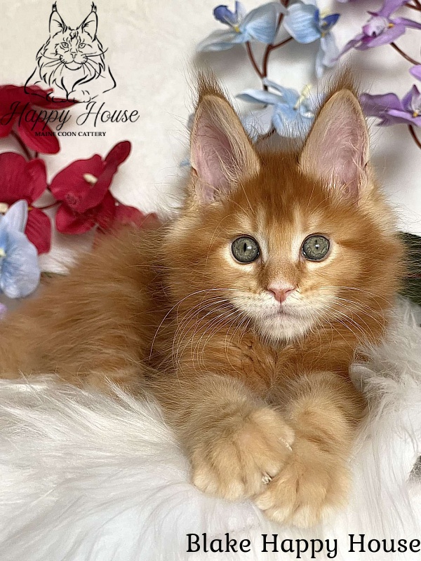 Blake Happy House - Kitten maine-coon 2 months 3.5 weeks