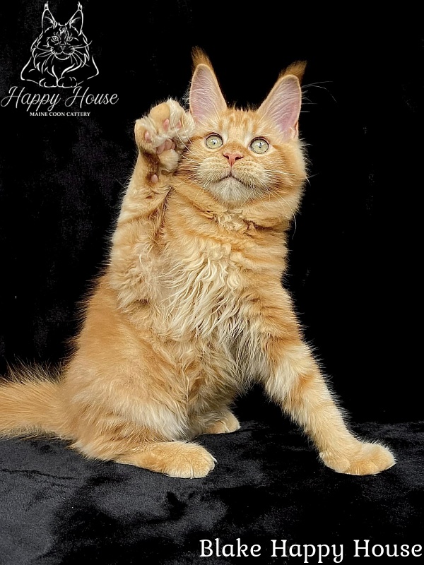 Blake Happy House - Kitten maine-coon 4 months 2.5 weeks