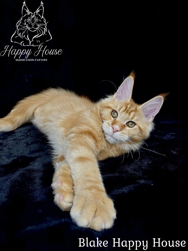 Blake Happy House - Kitten maine-coon 4 months 2.5 weeks