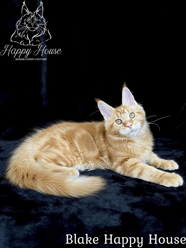 Blake Happy House - Kitten maine-coon 4 months 2.5 weeks