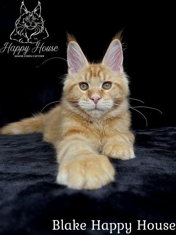 Blake Happy House - Kitten maine-coon 4 months 2.5 weeks
