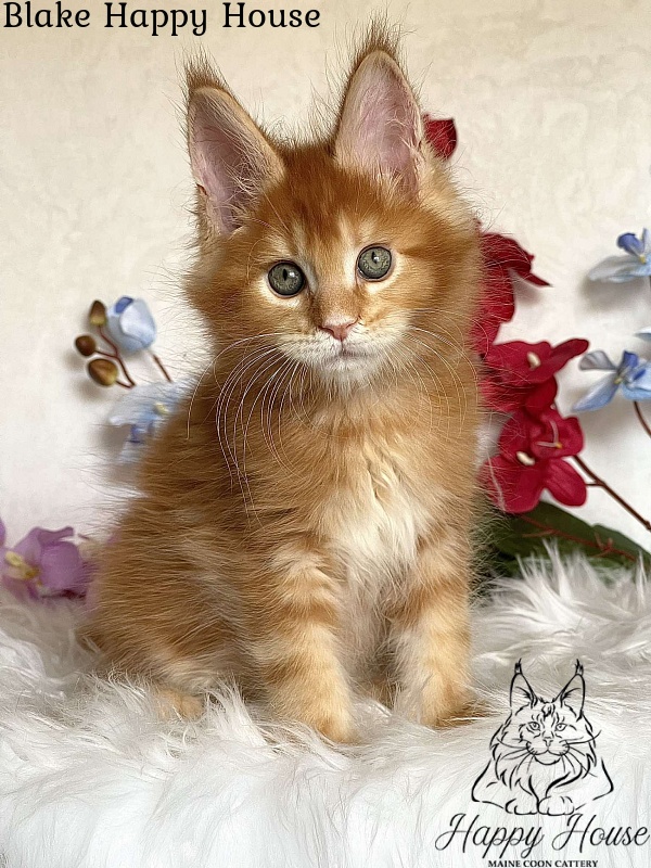 Blake Happy House - Kitten maine-coon 2 months 3.5 weeks