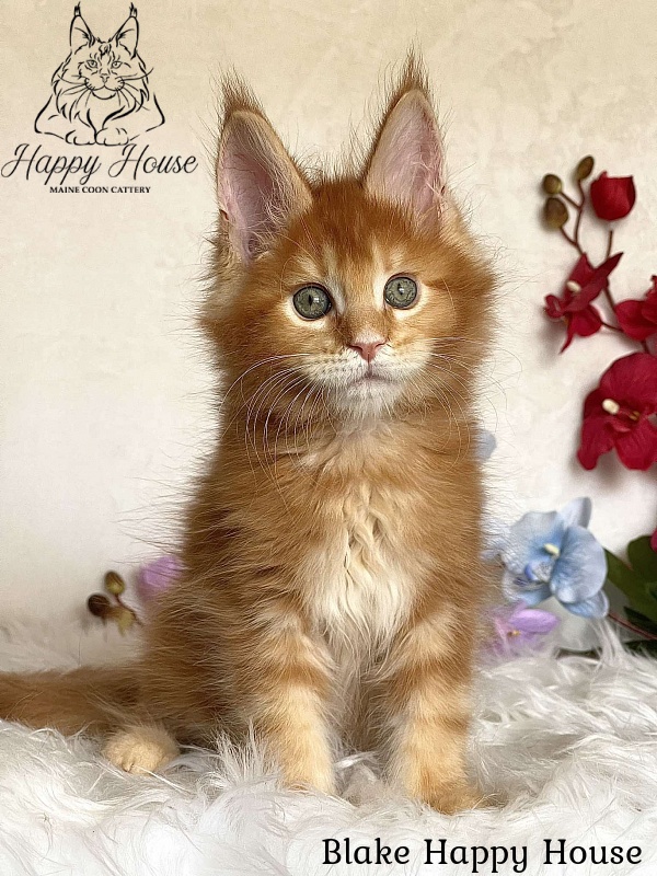 Blake Happy House - Kitten maine-coon 2 months 3.5 weeks
