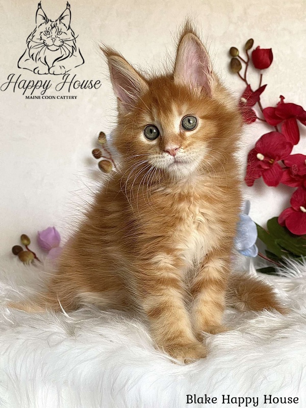 Blake Happy House - Kitten maine-coon 2 months 3.5 weeks