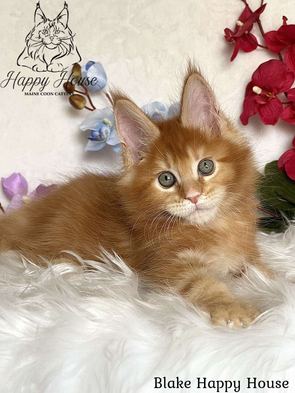 Blake Happy House - Kitten maine-coon 2 months 3.5 weeks