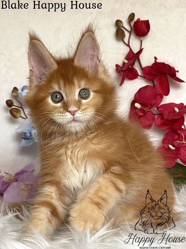 Blake Happy House - Kitten maine-coon 2 months 3.5 weeks