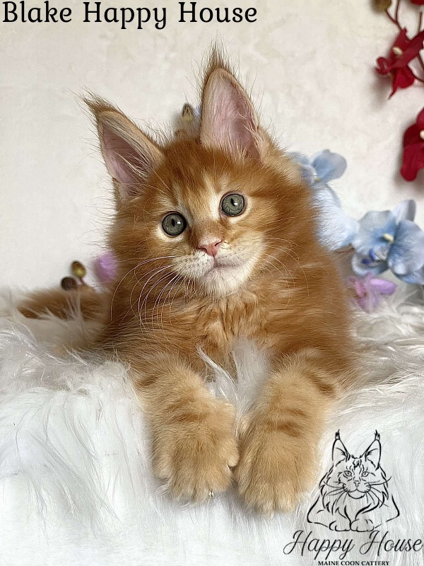 Blake Happy House - Kitten maine-coon 2 months 3.5 weeks