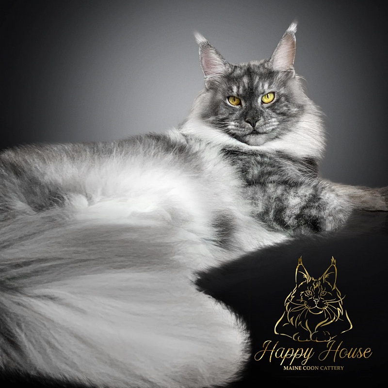 Barbie Happy House - maine-coon