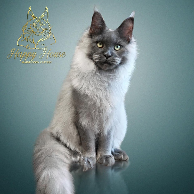 Zorro Happy House - maine-coon