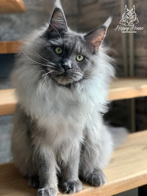 Zorro Happy House - maine-coon
