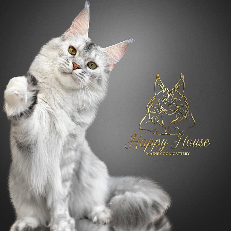 Vanda Happy House - maine-coon