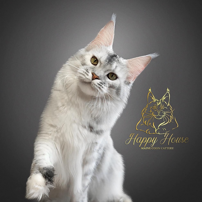 Vanda Happy House - maine-coon