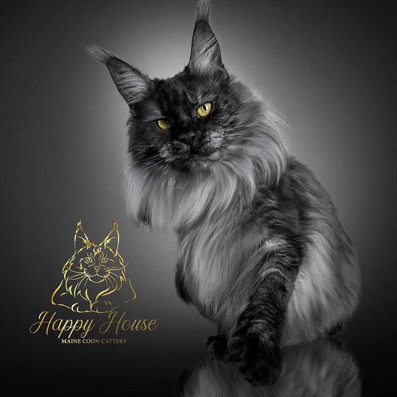 Sandra Happy House - maine-coon