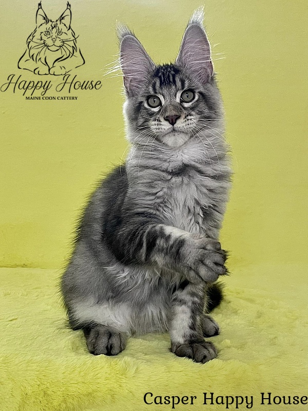Casper Happy House - Kitten maine-coon 3 months 3 weeks