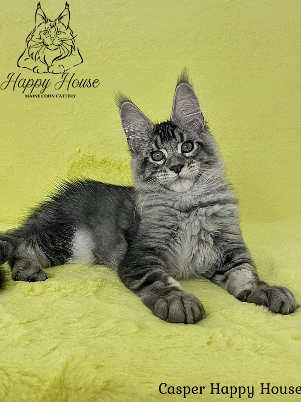 Casper Happy House - Kitten maine-coon 3 months 3 weeks