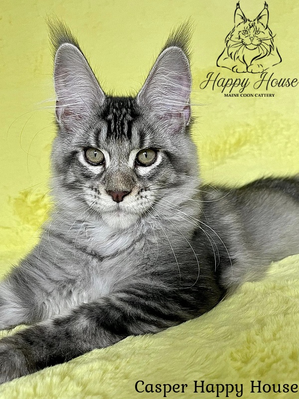 Casper Happy House - Kitten maine-coon 3 months 3 weeks