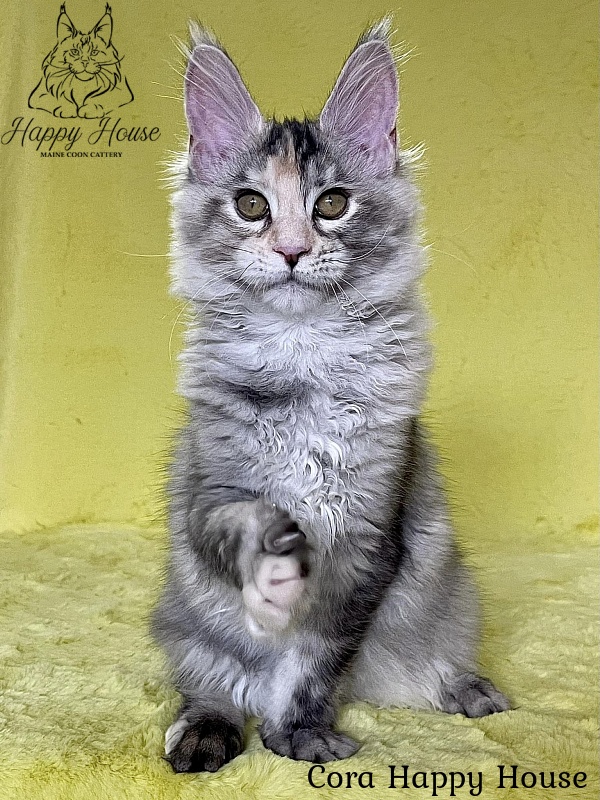 Cora Happy House - Kitten maine-coon 3 months 3 weeks