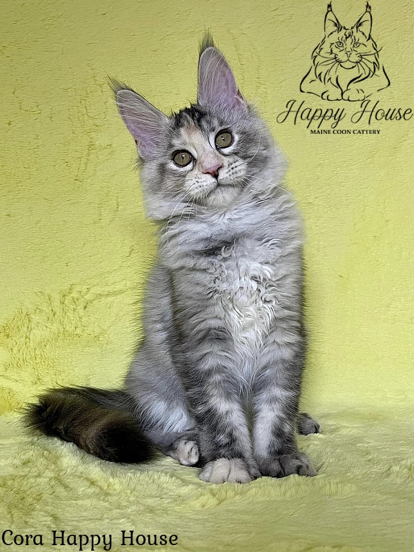 Cora Happy House - Kitten maine-coon 3 months 3 weeks