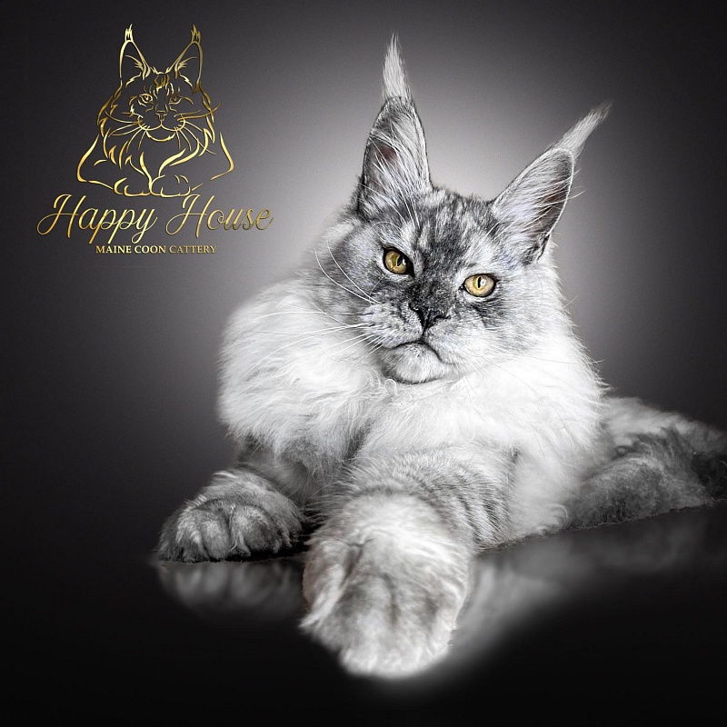 Bellar Happy House - maine-coon