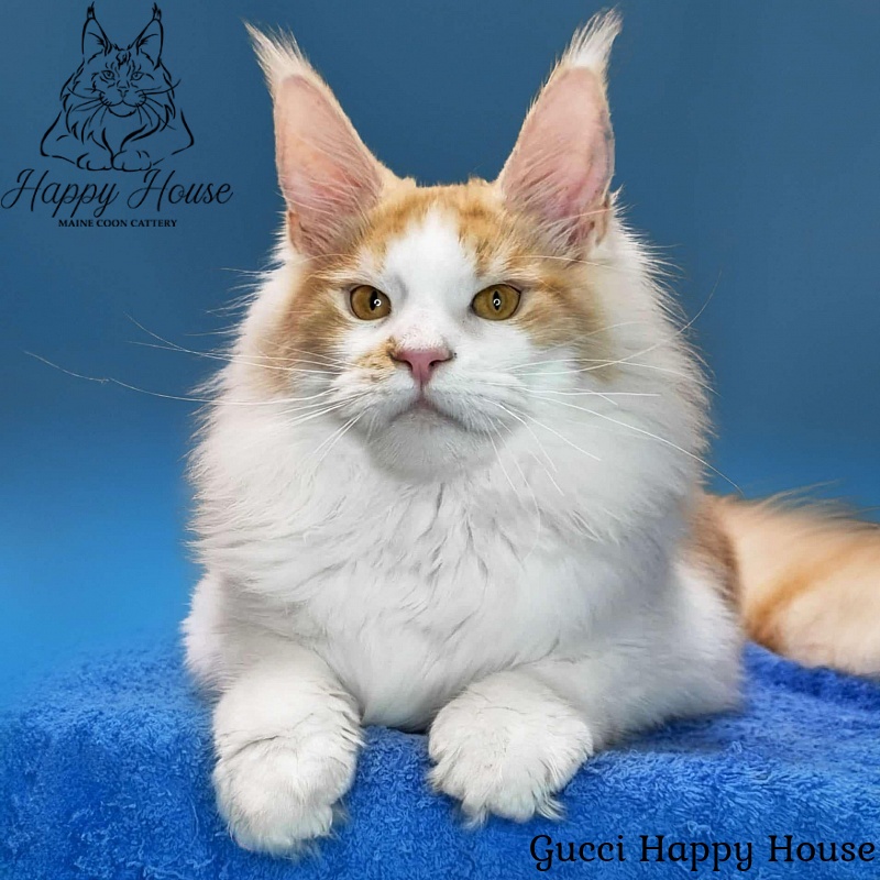 Gucci Happy House - Kitten maine-coon 6 months 3.5 weeks