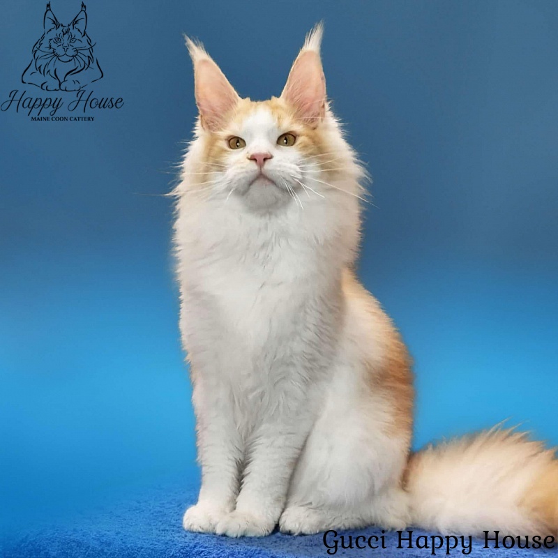 Gucci Happy House - Kitten maine-coon 6 months 3.5 weeks