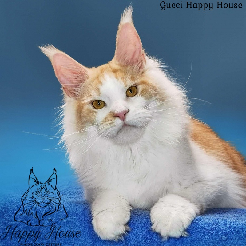 Gucci Happy House - Kitten maine-coon 6 months 3.5 weeks