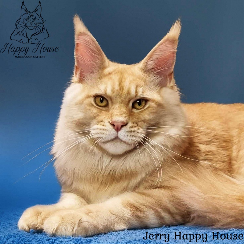 Jerry Happy House - Kitten maine-coon 6 months 0.5 weeks