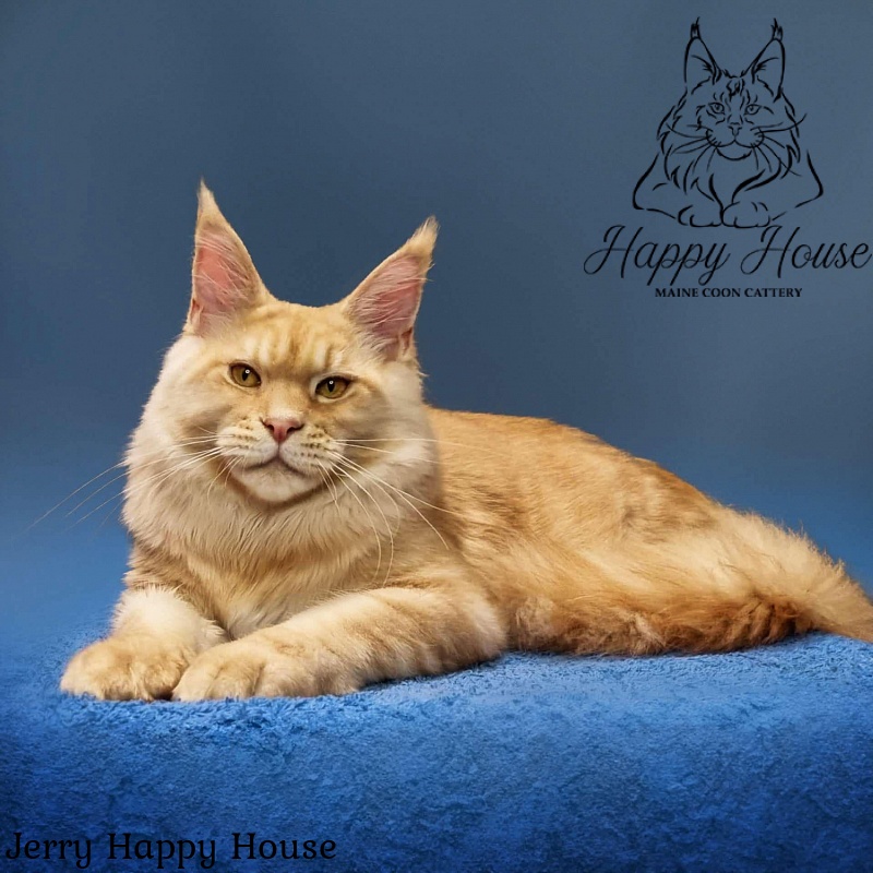 Jerry Happy House - Kitten maine-coon 6 months 0.5 weeks