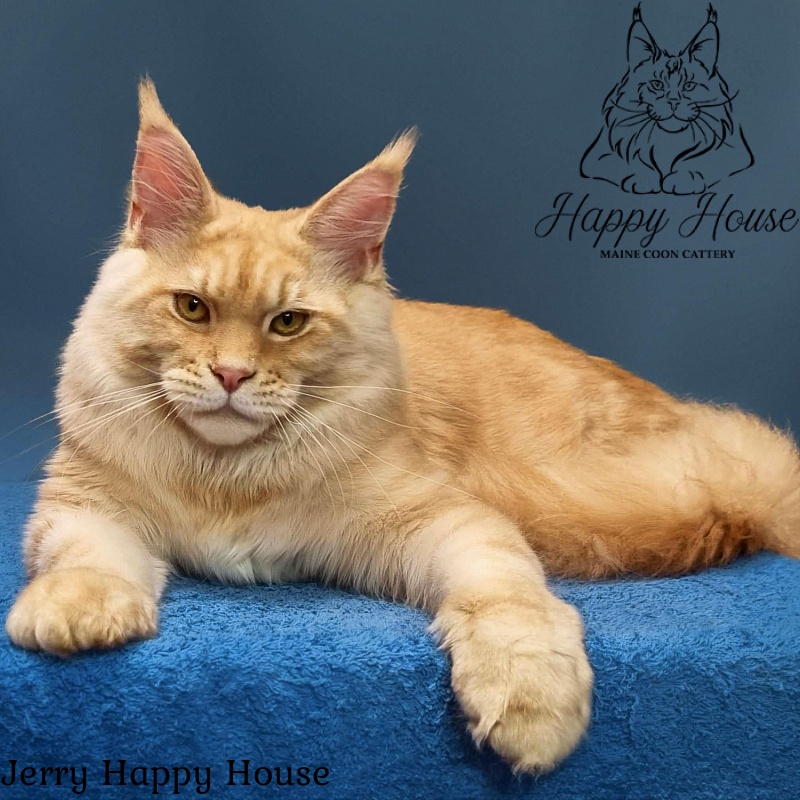 Jerry Happy House - Kitten maine-coon 6 months 0.5 weeks