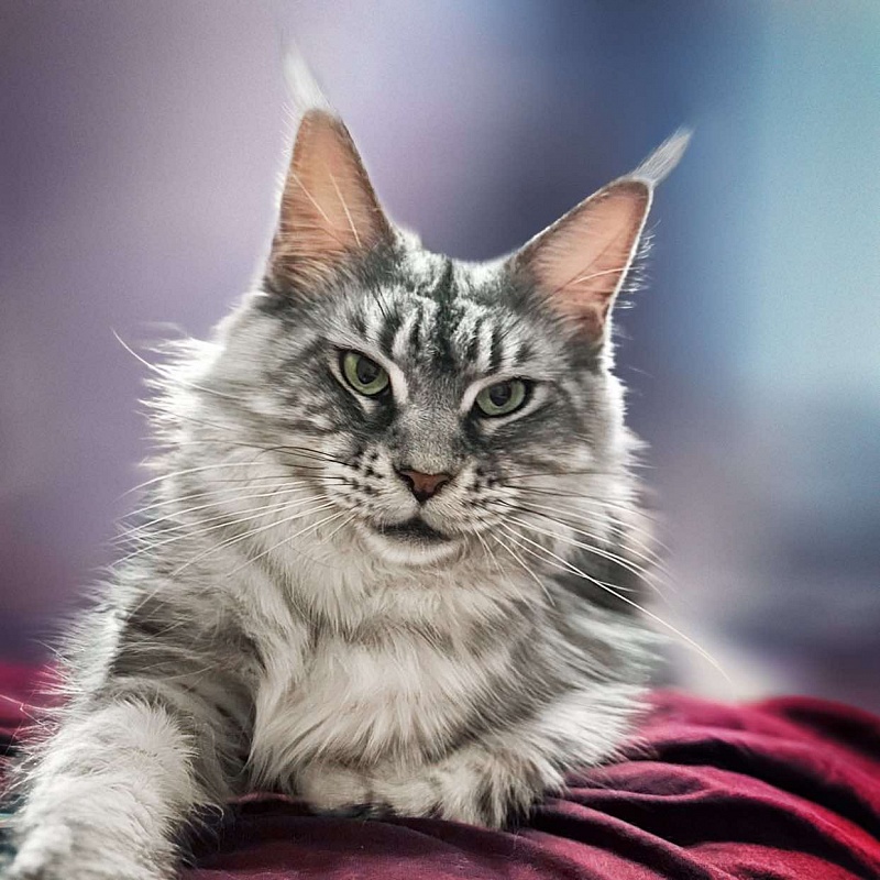 Liza Happy House - maine-coon